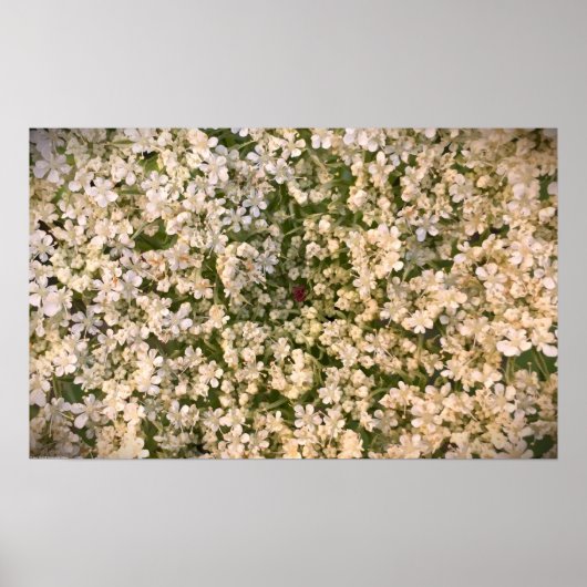 Poster Lace de la Reine Anne, (Devant)