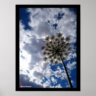 Poster Lace de la Reine Anne dans un ciel nuageux