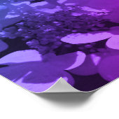 Poster Lacecap Hydrangea Fleur Noir Et Blanc Tinté (Coin)