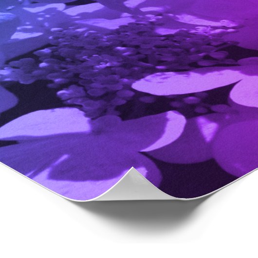 Poster Lacecap Hydrangea Fleur Noir Et Blanc Tinté (Coin)