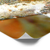 Poster Lackey Moth Caterpillar (Coin)