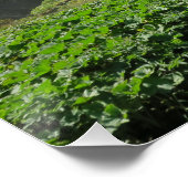 Poster Lacs de Plitvice Croatie (Coin)