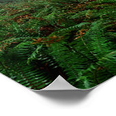 Poster Lady Bird Johnson Grove (Coin)