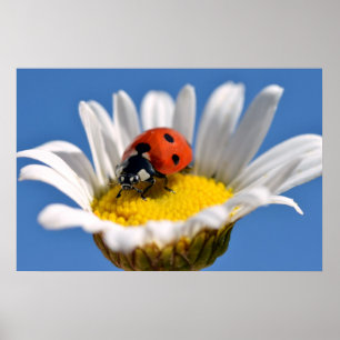 Poster Lady bug on daisy