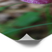 Poster Lady Slipper (Coin)