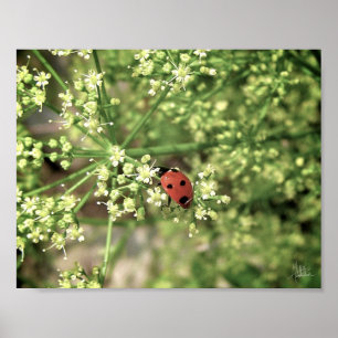 Poster Ladybird [Imprimer l'art]