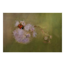 Ladybird sur Dandelion Fermer l'art photographique