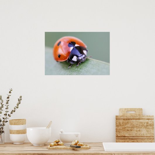 Poster Ladybug (Cuisine)