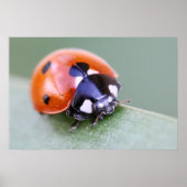Poster Ladybug (Devant)