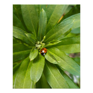 Poster Ladybug
