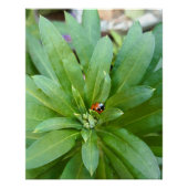 Poster Ladybug (Devant)