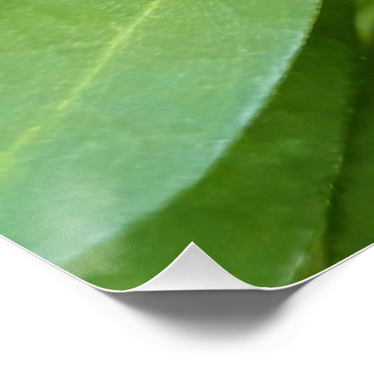 Poster Ladybug (Coin)