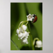 Poster Ladybug (Devant)