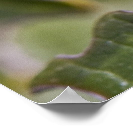 Poster Ladybug (Coin)