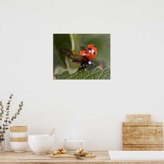 Poster Ladybug (Cuisine)