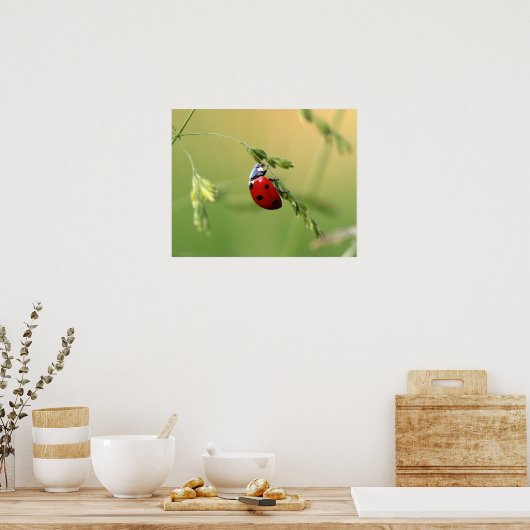 Poster Ladybug (Cuisine)
