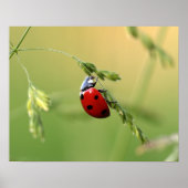 Poster Ladybug (Devant)