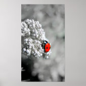 Poster Ladybug - B&W (Devant)