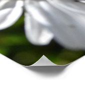 Poster Ladybug et Daisies (Coin)