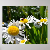 Poster Ladybug et Daisies (Devant)