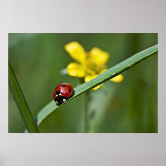 Poster Ladybug on Grass close (Devant)