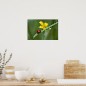 Poster Ladybug on Grass close (Cuisine)