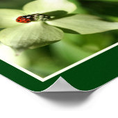 Poster Ladybug sur blanc Dogwood Fleur Nature Abstraite (Coin)