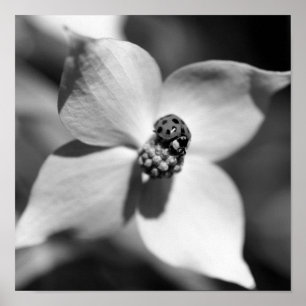 Poster Ladybug Sur Fleur De Dogwood Noir Et Blanc