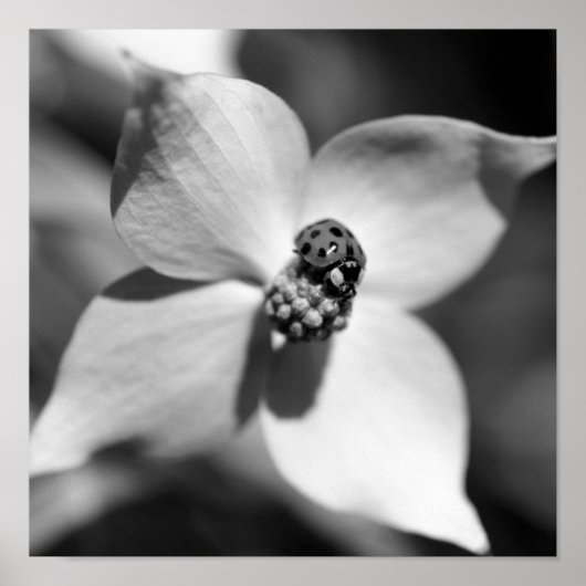 Poster Ladybug Sur Fleur De Dogwood Noir Et Blanc (Devant)