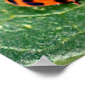 Poster Ladybug sur la feuille gros (Coin)