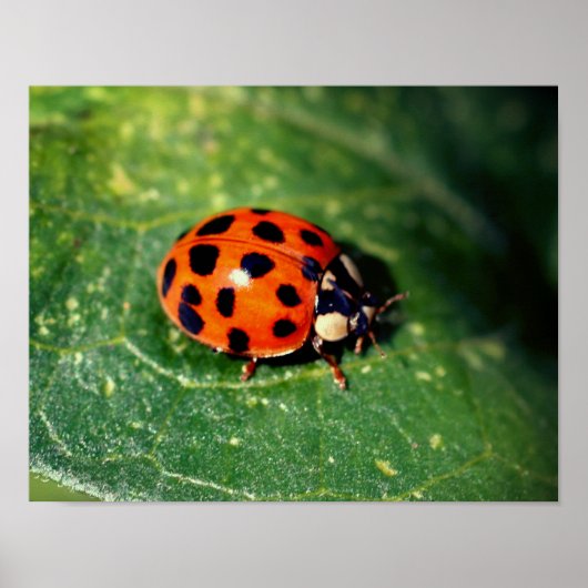 Poster Ladybug sur la feuille gros (Devant)