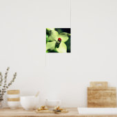 Poster Ladybug Sur La Fleur De Dogwood Blanc Fermer (Cuisine)
