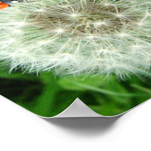Poster Ladybug sur le pissenlit (Coin)