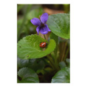 Poster Ladybug sur les fleurs de violet doux (Devant)