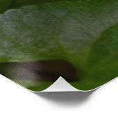 Poster Ladybug sur les fleurs de violet doux (Coin)