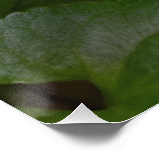 Poster Ladybug sur les fleurs de violet doux (Coin)