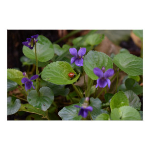 Poster Ladybug sur les fleurs de violet doux