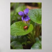 Poster Ladybug sur les fleurs de violet doux (Devant)