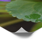 Poster Ladybug sur les fleurs de violet doux (Coin)