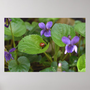 Poster Ladybug sur les fleurs de violet doux