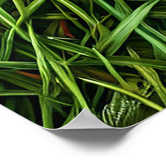 Poster Ladybug sur l'herbe (Coin)