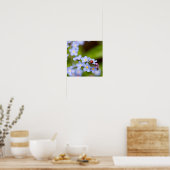 Poster Ladybug sur l'oubli-moi-non- (Cuisine)