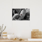 Poster Ladybug sur Milkweed (Cuisine)