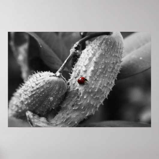 Poster Ladybug sur Milkweed (Devant)
