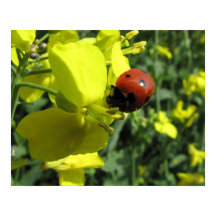 Ladybug sur une fleur jaune