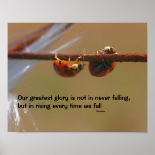 Poster Ladybugs Attitude Inspiration Confucius Citation