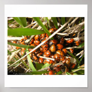 Poster Ladybugs (Coccinellidae)