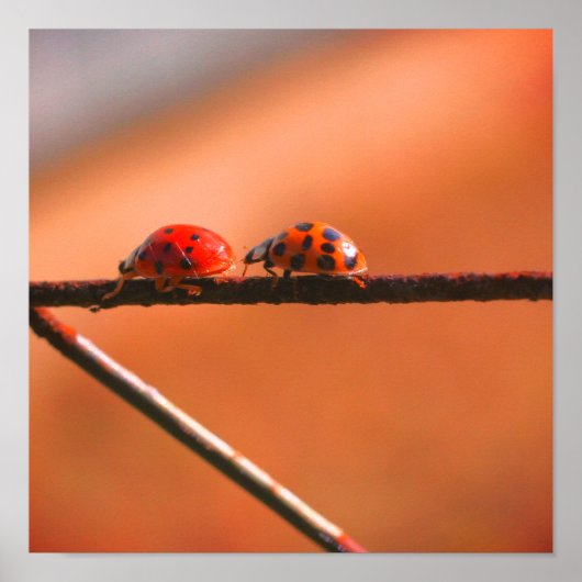 Poster Ladybugs Jouer Suivre Le Leader Fermer (Devant)