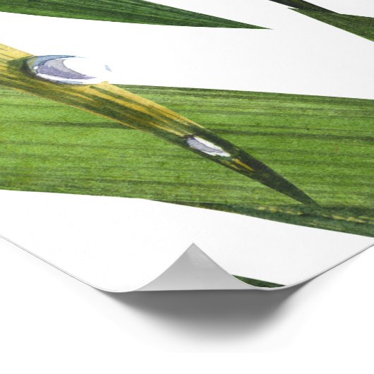 Poster Ladybugs : motif d'aquarelle arrière - plan margue (Coin)