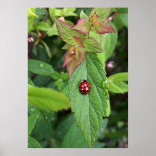 Poster ladybule on leaf